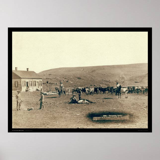 Märkning av nötkreatur SD 1891 Poster (Framsidan)