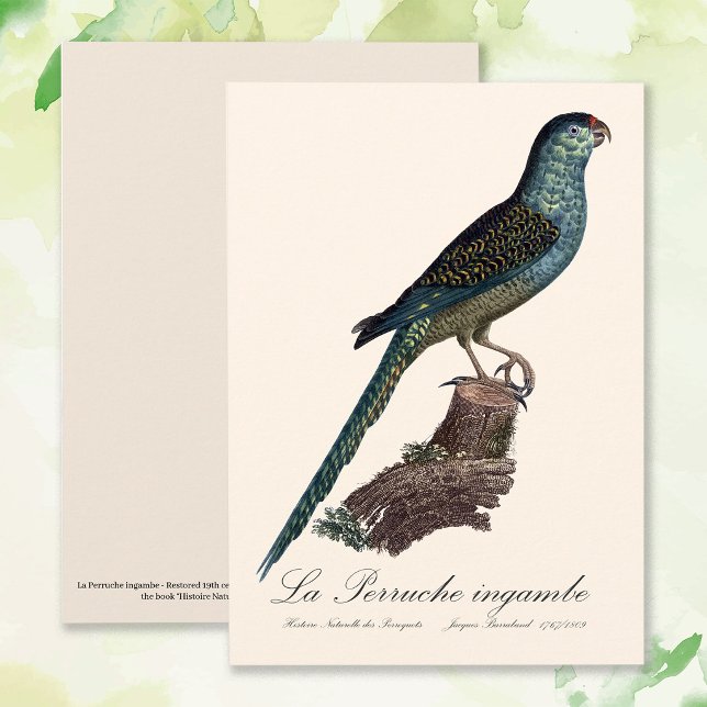 Markpapegoja eller Sump-papegoja, Pezoporus wallic Tack Kort (Ground Parrot or Swamp Parrot, Pezoporus Wallicus. Thank You Card )
