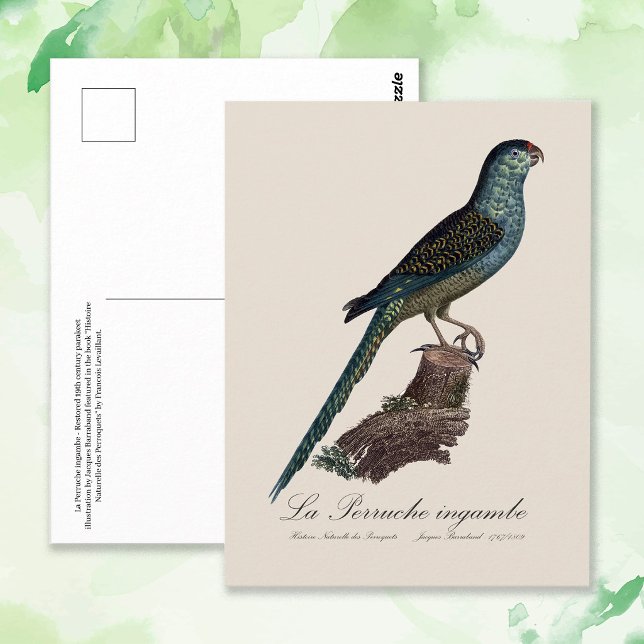 Markpapegoja eller Sump-papegoja, Pezoporus Wallic Vykort (Ground Parrot or Swamp Parrot, Pezoporus Wallicus. Postcard)