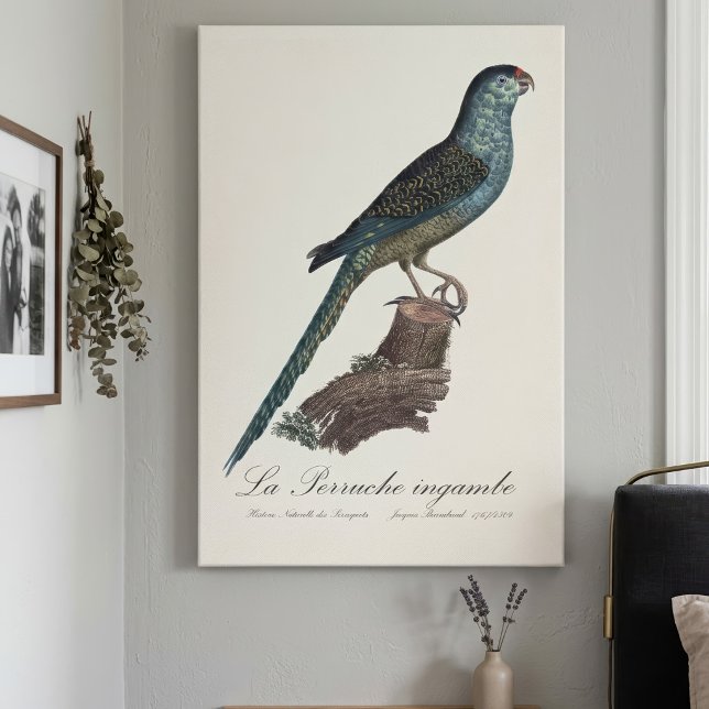 Markpapegoja eller Sumpmarkpapegoja, Pezoporus wal Canvastryck (Ground Parrot or Swamp Parrot, Pezoporus Wallicus. Canvas Print)