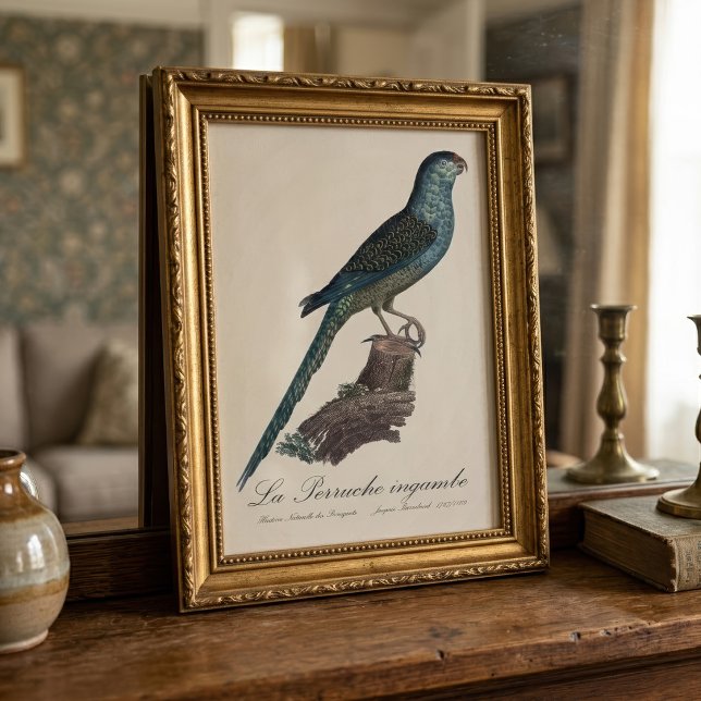 Markpapegoja eller Sumpmarkpapegoja, Pezoporus wal Fototryck (Ground Parrot or Swamp Parrot, Pezoporus Wallicus. Photo Print)