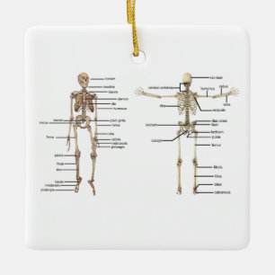 Märkt skelett- medicinskt diagram för julgransprydnad keramik