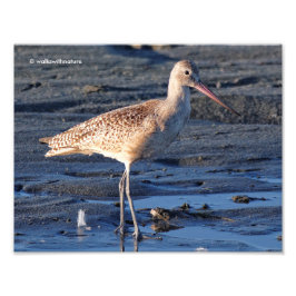 MarLED Godwit i Sunset Fototryck