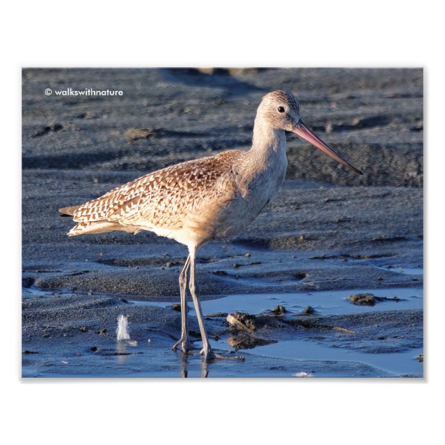 MarLED Godwit i Sunset Fototryck (Framsidan)