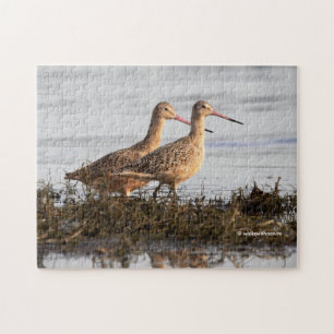 MarLED Godwits Shorebird Wandering Blackie Spit Pussel