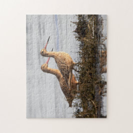 MarLED Godwits Shorebird Wandering Blackie Spit Pussel