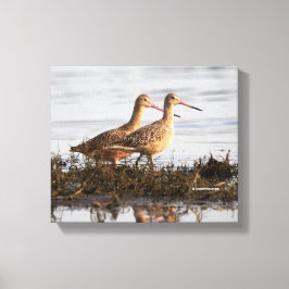 MarLED Godwits vid Blackie Spit Canvastryck