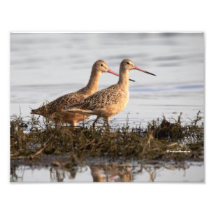 MarLED Godwits vid Blackie Spit Fototryck