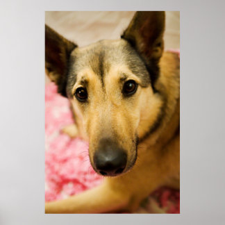 Marley Cherry Blommar Pedals Poster