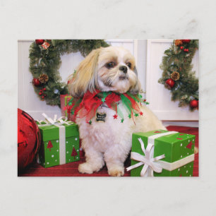 Marley - Shih Tzu - Robbins Vykort