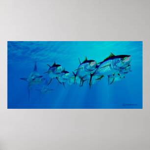 Marlin efter Yellowfin Tonfiskskola Poster