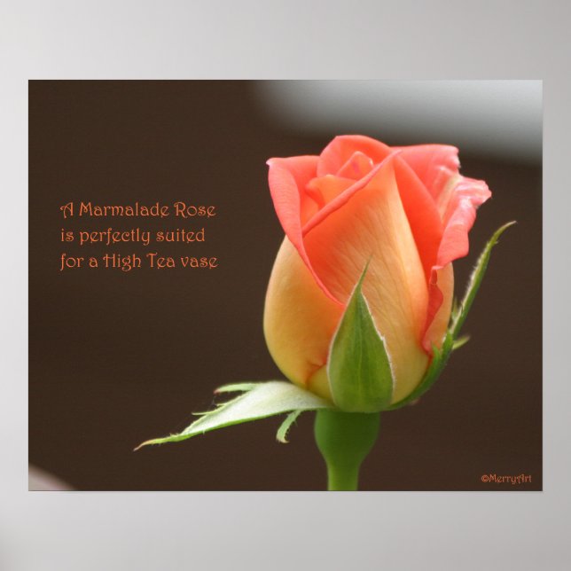 Marmalade Ro Poster: RO och PROSE 20 x 16 Poster (Framsidan)