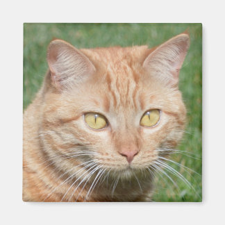 Marmalady i Sol Magnet