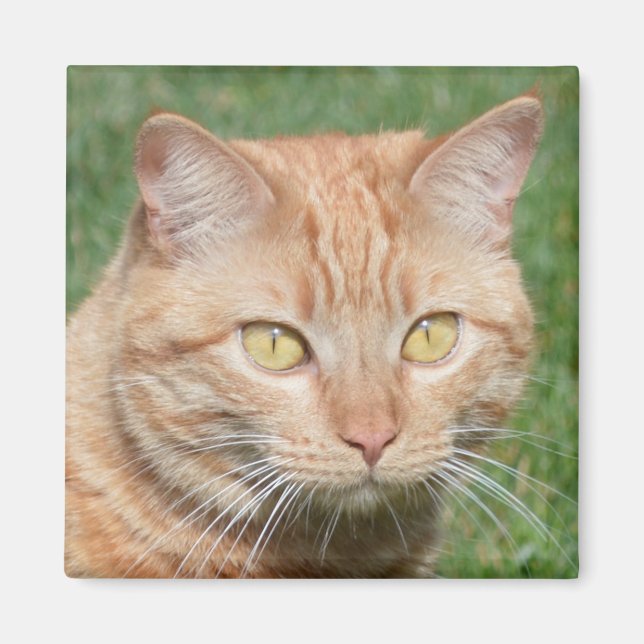 Marmalady i Sol Magnet (Framsidan)