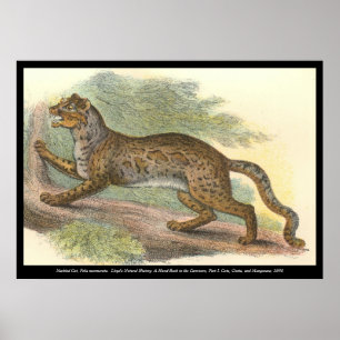 Marmorerad katt poster