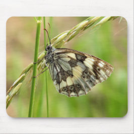 Marmorerad vit fjäril på gräs musmatta