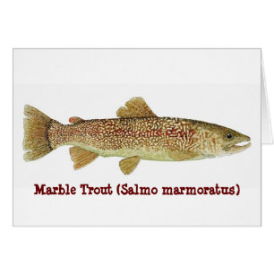 Marmorforell Hälsningskort