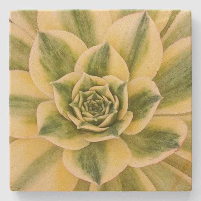 MarmorSucculishus kustfartyg Underlägg Sten (Framsidan)