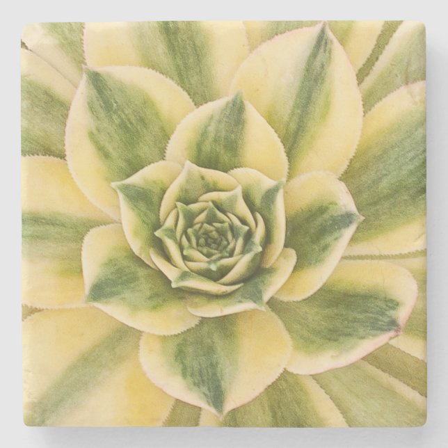 MarmorSucculishus kustfartyg Underlägg Sten (Framsidan)