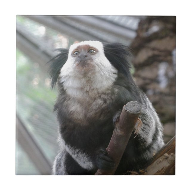 Marmoset Kakelplatta (Framsidan)