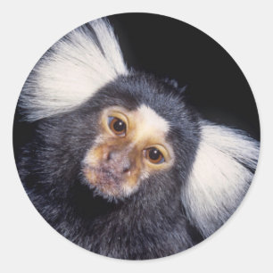 Marmoset Monkey Runt Klistermärke