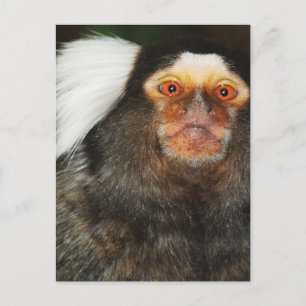 Marmoset Vykort