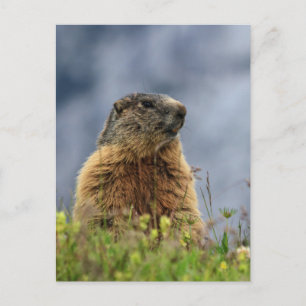 marmot alpängen vykort