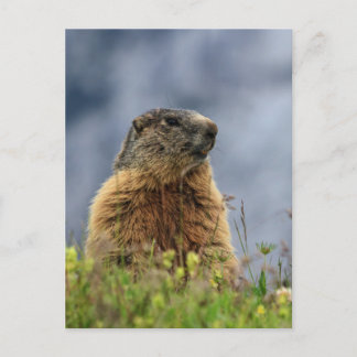 marmot alpängen vykort