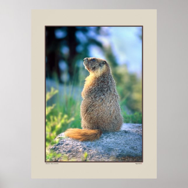 Marmot Boulder - Sierra Nevadas California Poster (Framsidan)