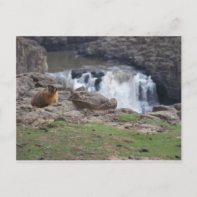 Marmot bredvid Palouse Falls Vykort (Framsida)
