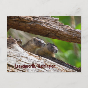 Marmot Brothers Leavenworth Washington Vykort