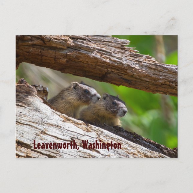 Marmot Brothers Leavenworth Washington Vykort (Framsida)
