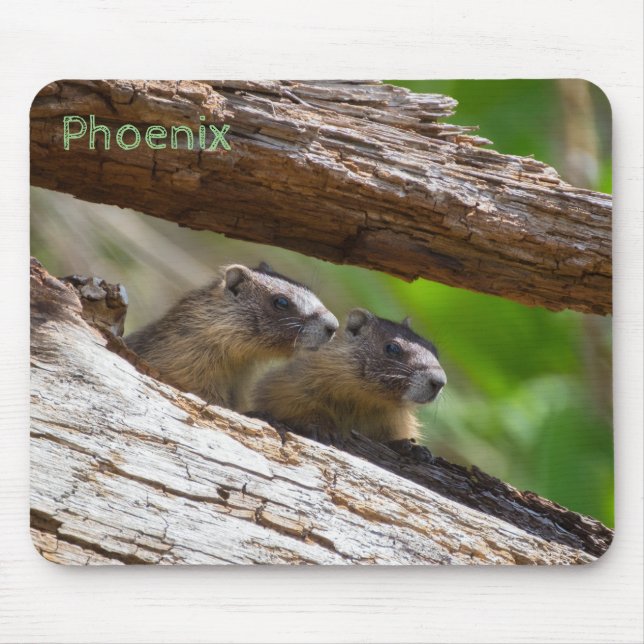 Marmot Brothers Musmatta (Framsidan)