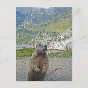 Marmot Furka Pass Vykort