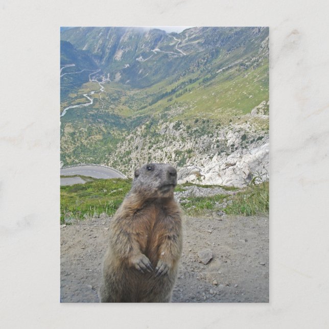 Marmot Furka Pass Vykort (Framsida)