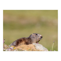 Marmot i Gran Paradiso Poster