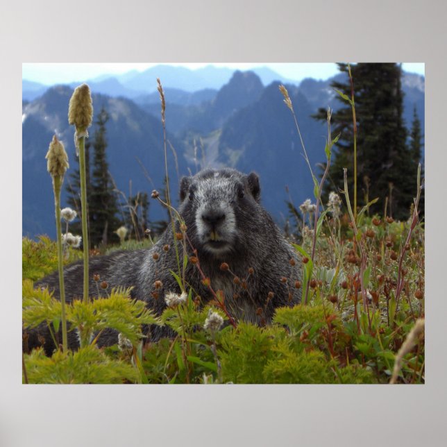 Marmot in Paradise Poster (Framsidan)
