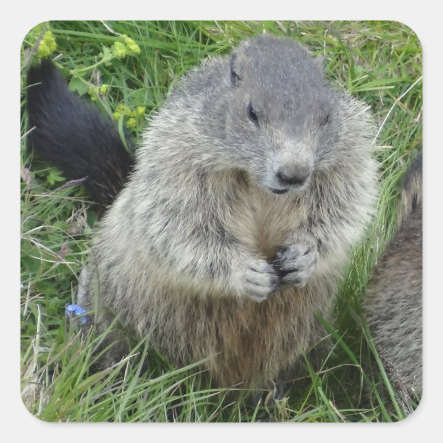 Marmot klistermärken (Framsida)