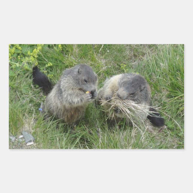 Marmot klistermärken (Framsida)