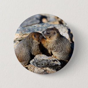 marmot knapp