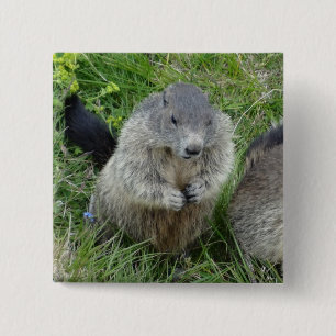 Marmot-knapp Knapp