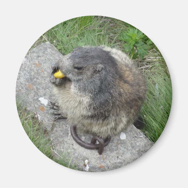 Marmot magnet (Framsidan)