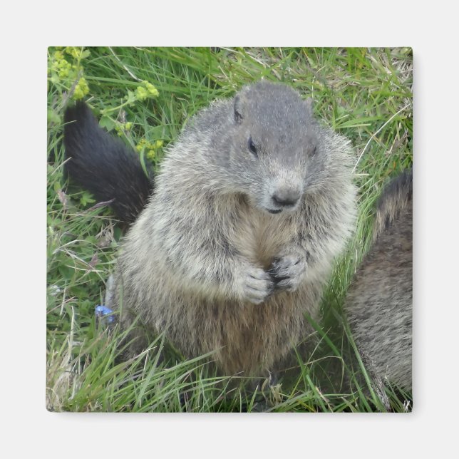 Marmot magnet (Framsidan)