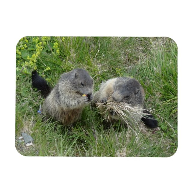 Marmot magnet (Horisontell)