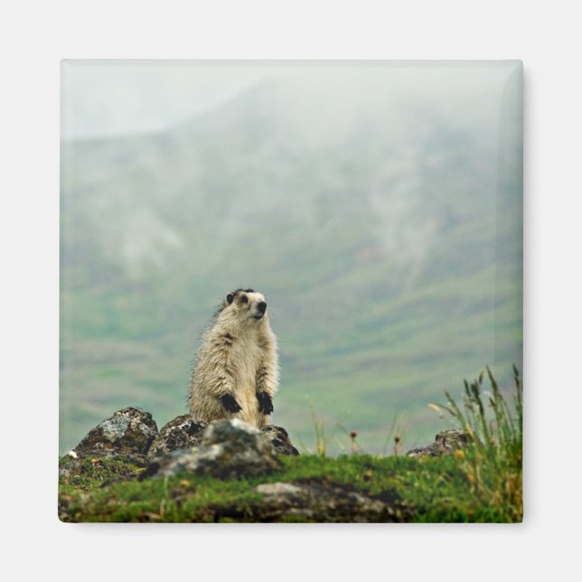 Marmot Magnet (Framsidan)
