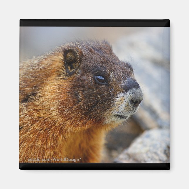 Marmot Magnet (Framsidan)