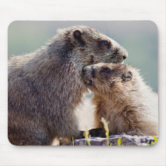 Marmot Mor med Baby Musmatta (Framsidan)