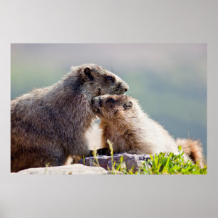 Marmot Mor med Baby Poster