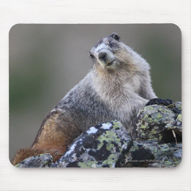 Marmot Musmatta (Framsidan)
