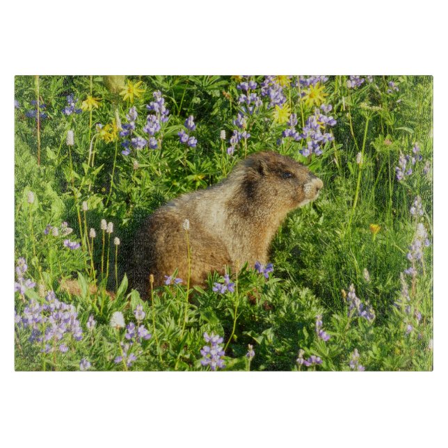Marmot på Mount Rainier Wildblommor (Framsidan)